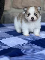 Jackson , a male Pomeranian for sale in Willard, OH – 6 of 8