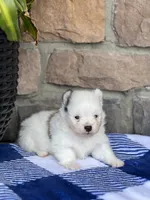 Parker , a male Pomeranian for sale in Willard, OH – 4 of 5