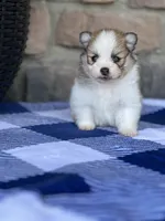 Jackson , a male Pomeranian for sale in Willard, OH – 7 of 8