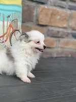 Parker , a male Pomeranian for sale in Willard, OH – 4 of 6