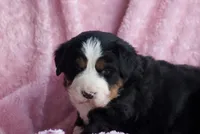 Kati, a female Bernese Mountain Dog for sale in Willard, OH – 2 of 6
