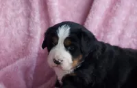 Kati, a female Bernese Mountain Dog for sale in Willard, OH – 3 of 6