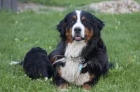 Kati, a female Bernese Mountain Dog for sale in Willard, OH – 4 of 6