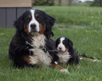 Kati, a female Bernese Mountain Dog for sale in Willard, OH – 5 of 6