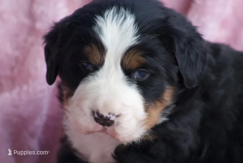 Kati – Bernese Mountain Dog puppy for sale in Willard, OH