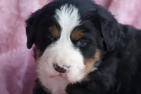 Kati, a female Bernese Mountain Dog for sale in Willard, OH – 1 of 6