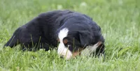 Kati, a female Bernese Mountain Dog for sale in Willard, OH – 6 of 6