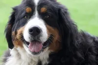 Keesha , a female Bernese Mountain Dog for sale in Willard, OH – Photo 8 of 10