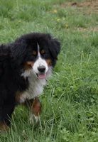 Keesha , a female Bernese Mountain Dog for sale in Willard, OH – Photo 3 of 10