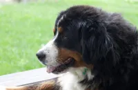 Keesha , a female Bernese Mountain Dog for sale in Willard, OH – Photo 2 of 10