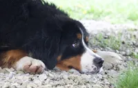 Keesha , a female Bernese Mountain Dog for sale in Willard, OH – Photo 10 of 10