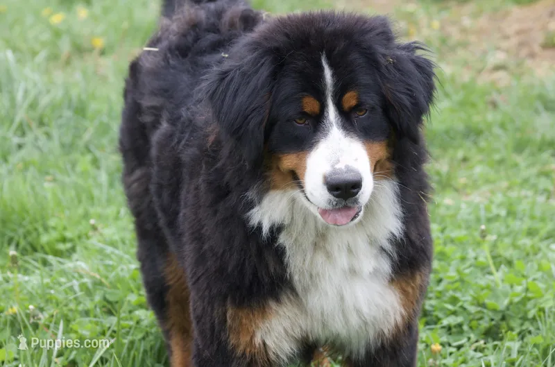 Keesha  – Bernese Mountain Dog puppy for sale in Willard, OH