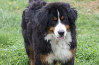 Keesha , a female Bernese Mountain Dog for sale in Willard, OH – Photo 1 of 10