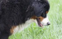 Keesha , a female Bernese Mountain Dog for sale in Willard, OH – Photo 4 of 10