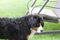 Keesha , a female Bernese Mountain Dog for sale in Willard, OH – Photo 7 of 10