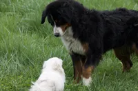 Keesha , a female Bernese Mountain Dog for sale in Willard, OH – Photo 5 of 10