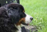 Keesha , a female Bernese Mountain Dog for sale in Willard, OH – Photo 6 of 10
