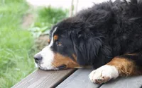Keesha , a female Bernese Mountain Dog for sale in Willard, OH – Photo 9 of 10