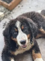 Kati, a female Bernese Mountain Dog for sale in Willard, OH – 5 of 5