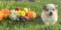 Rennis , a male Pomeranian for sale in Willard, OH – 1 of 4
