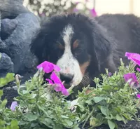 Kati, a female Bernese Mountain Dog for sale in Willard, OH – 2 of 5