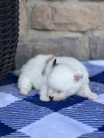 Parker , a male Pomeranian for sale in Willard, OH – 3 of 5