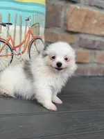 Parker , a male Pomeranian for sale in Willard, OH – 3 of 6
