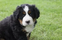 Kati, a female Bernese Mountain Dog for sale in Willard, OH – 2 of 2