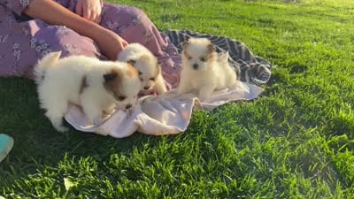 Rayley, a female Pomeranian for sale in Willard, OH – 3 of 3