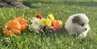 Rennis , a male Pomeranian for sale in Willard, OH – 2 of 4