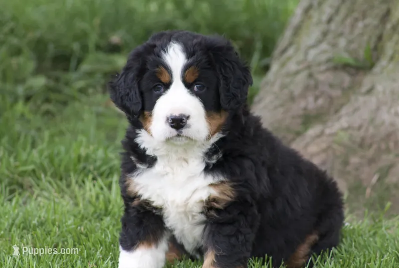 Kati – Bernese Mountain Dog puppy for sale in Willard, OH