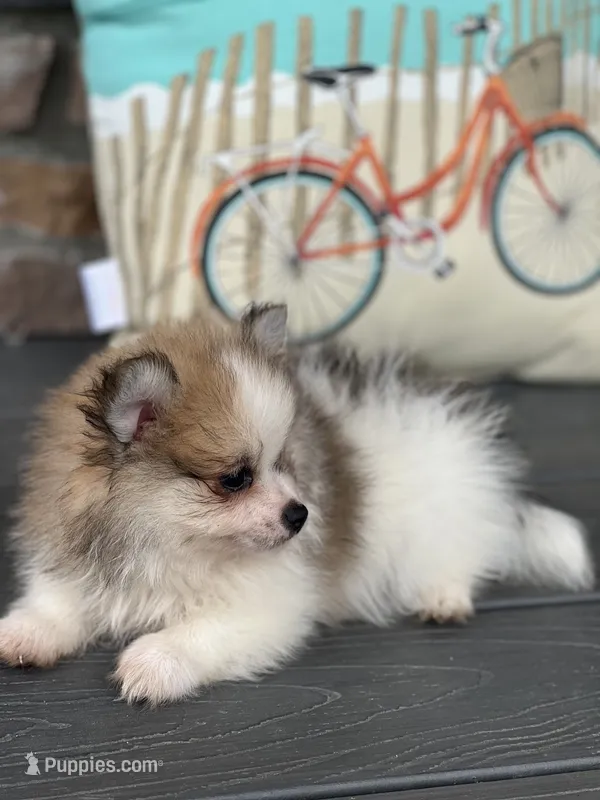 Jackson  – Pomeranian puppy for sale in Willard, OH