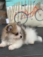 Jackson , a male Pomeranian for sale in Willard, OH – 1 of 7
