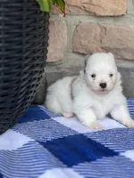 Parker , a male Pomeranian for sale in Willard, OH – 2 of 5