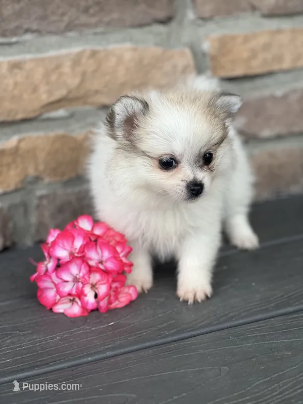 Paylee – Pomeranian puppy for sale in Willard, OH