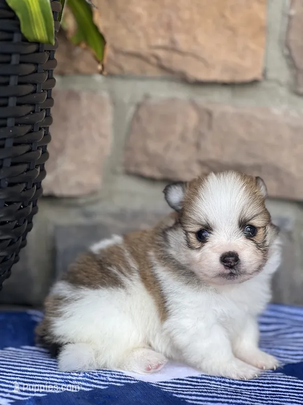 Jackson  – Pomeranian puppy for sale in Willard, OH
