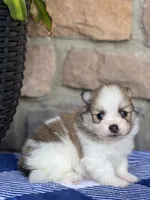 Jackson , a male Pomeranian for sale in Willard, OH – 1 of 8