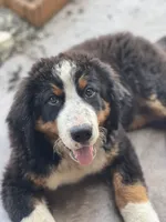 Kati, a female Bernese Mountain Dog for sale in Willard, OH – 3 of 5