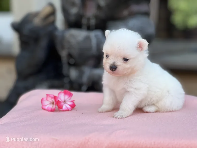 Jaylee  – Pomeranian puppy for sale in Willard, OH