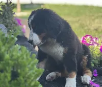 Kati, a female Bernese Mountain Dog for sale in Willard, OH – 4 of 5