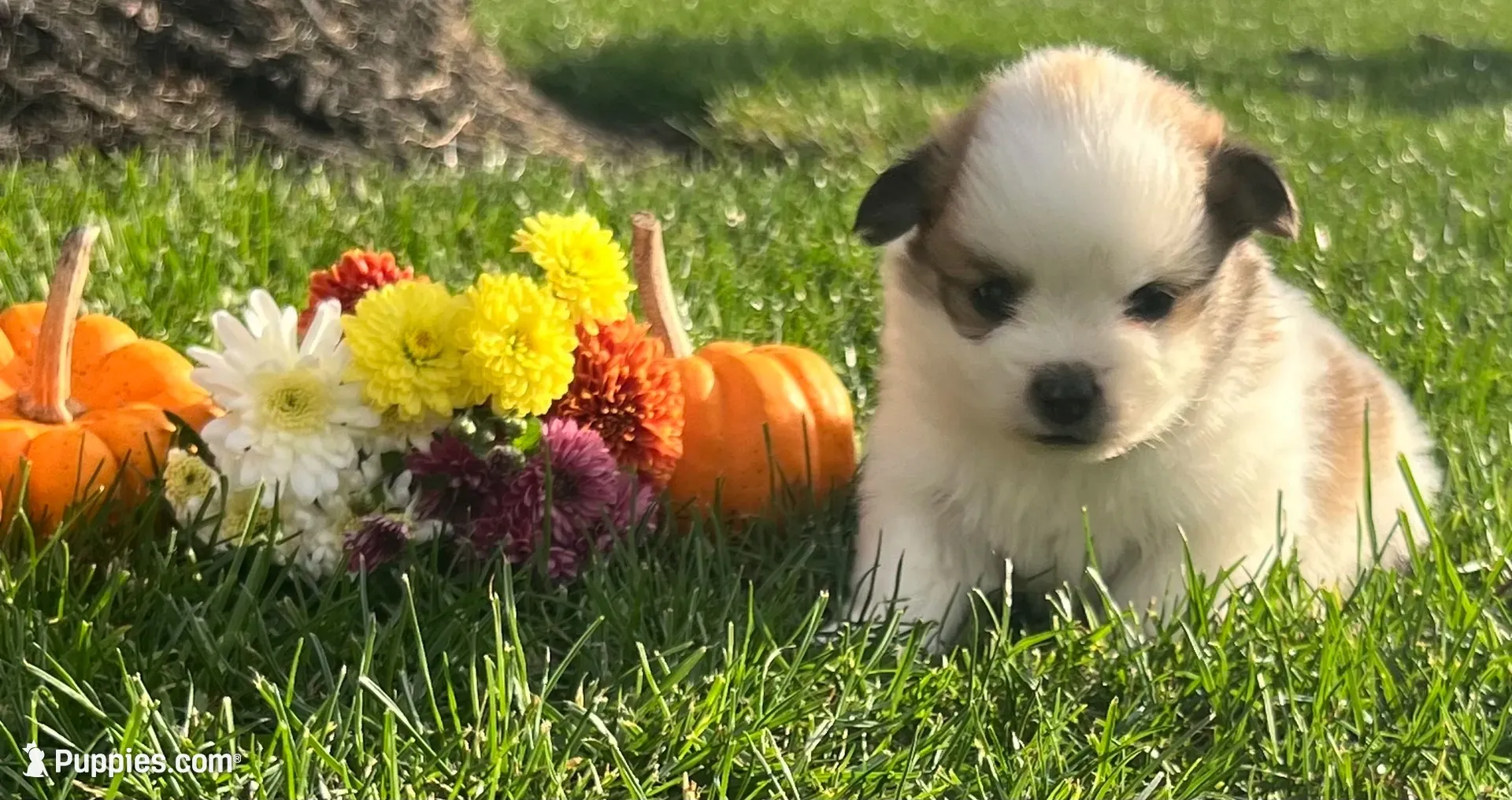 Rayley, a female Pomeranian for sale in Willard, OH – 1 of 3