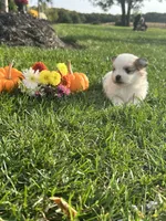 Rennis , a male Pomeranian for sale in Willard, OH – 3 of 4
