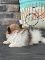 Jackson , a male Pomeranian for sale in Willard, OH – 5 of 7