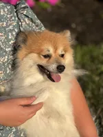 Parker , a male Pomeranian for sale in Willard, OH – 6 of 6