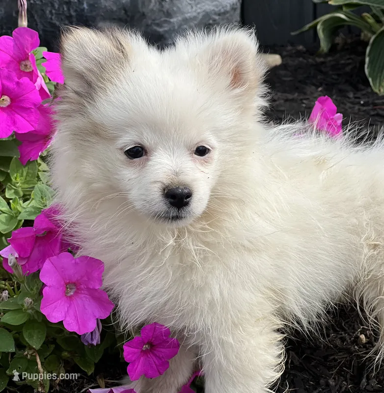 Parker  – Pomeranian puppy for sale in Willard, OH