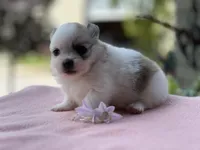 Paylee, a female Pomeranian for sale in Willard, OH – 4 of 8