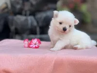 Jaylee , a female Pomeranian for sale in Willard, OH – 2 of 4