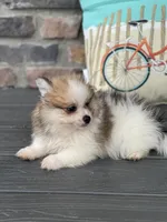 Jackson , a male Pomeranian for sale in Willard, OH – 2 of 7