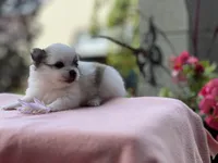Paylee, a female Pomeranian for sale in Willard, OH – 7 of 8