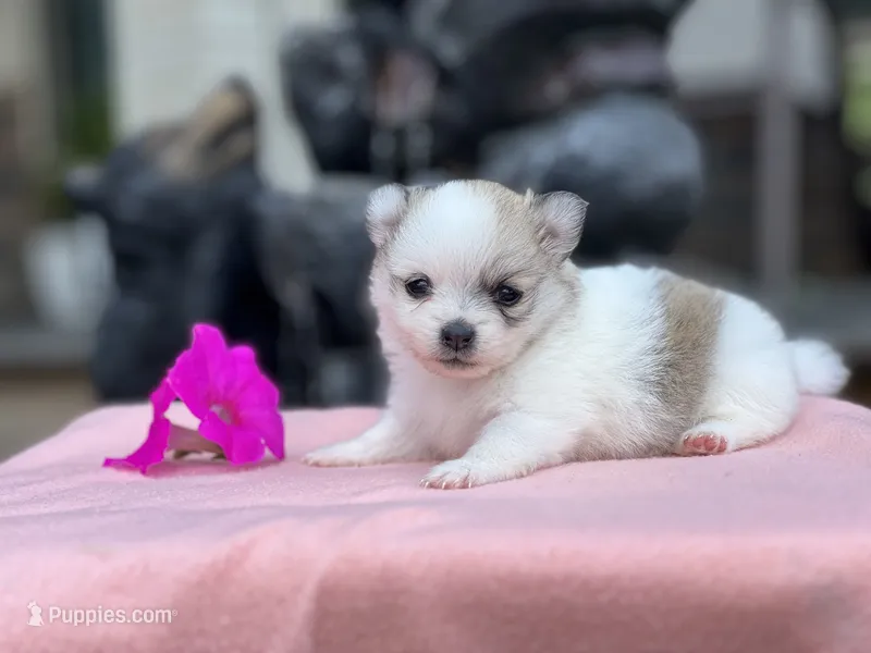 Paylee – Pomeranian puppy for sale in Willard, OH